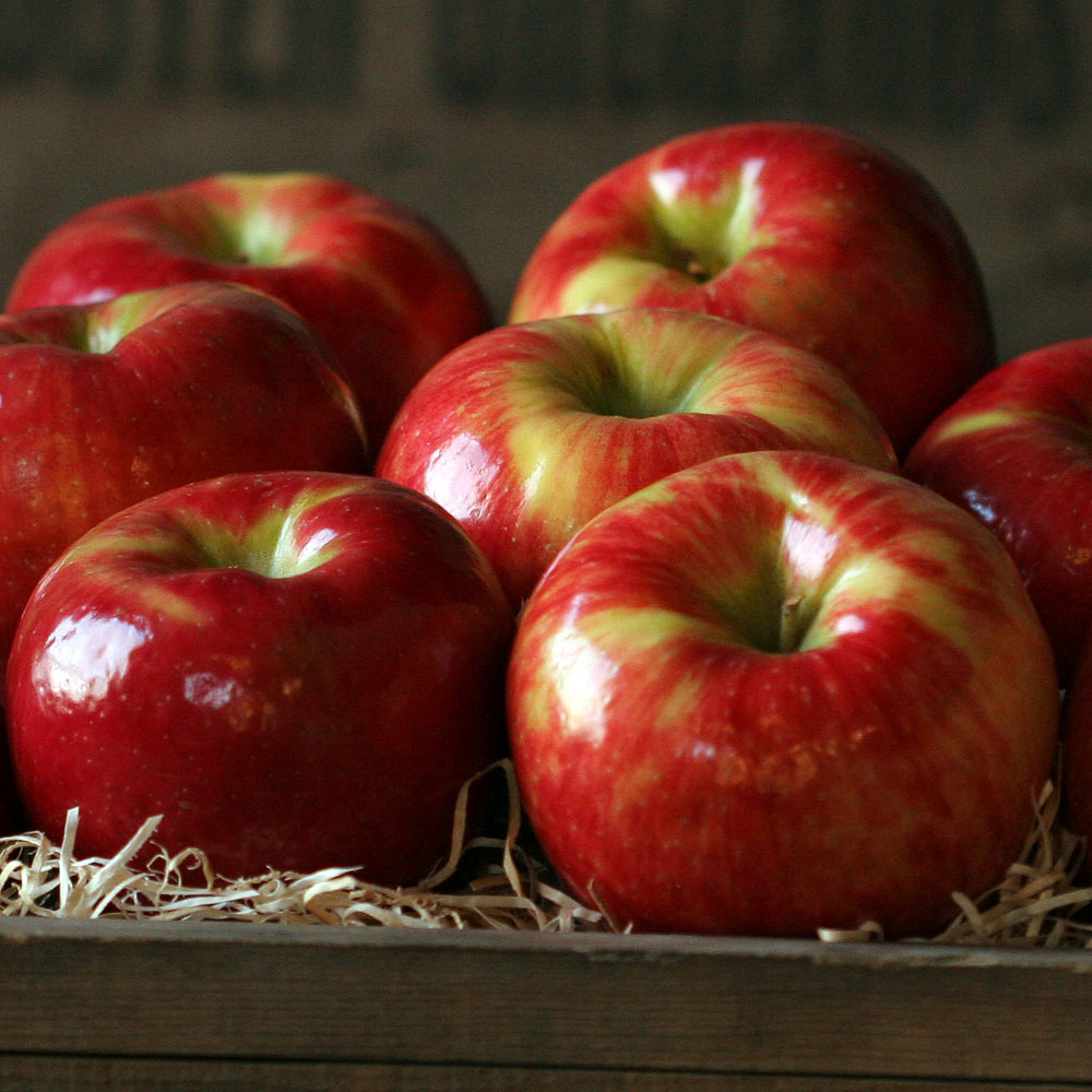 Organic Honeycrisp Apples!
